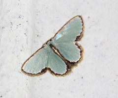 Comostola turgescens