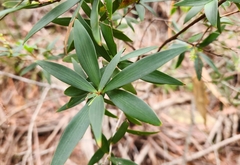 Leucopogon