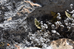 Myriopteris gracilis