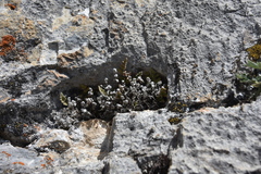 Myriopteris gracilis