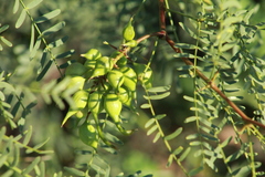 Asphondylia prosopidis