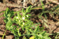 Parthenium bipinnatifidum