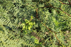 Asphondylia prosopidis