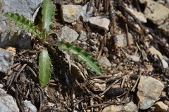Cirsium undulatum