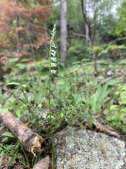 Spiranthes lacera