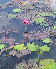 Nymphaea rubra