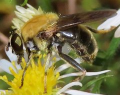 Pterallastes thoracicus