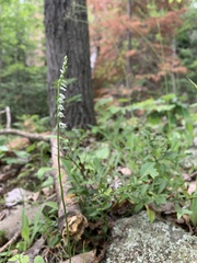 Spiranthes lacera