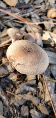 Armillaria sinapina