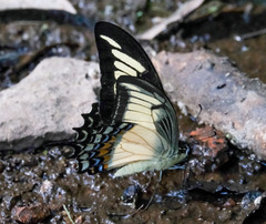 Heraclides androgeus laodocus