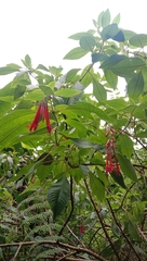 Fuchsia boliviana