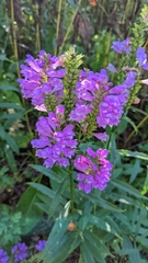 Physostegia virginiana