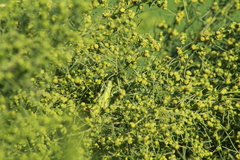 Campylacantha olivacea