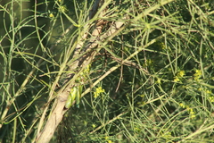 Campylacantha olivacea