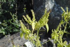Acalypha ostryifolia