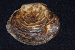 Ostrea edulis