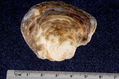 Ostrea edulis