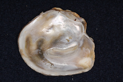 Ostrea edulis