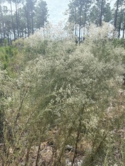 Eupatorium compositifolium