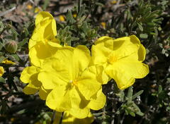 Hibbertia sericea