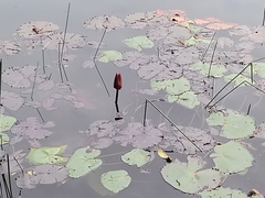 Nymphaea rubra