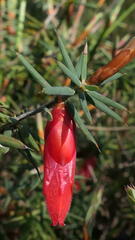 Stenanthera conostephioides