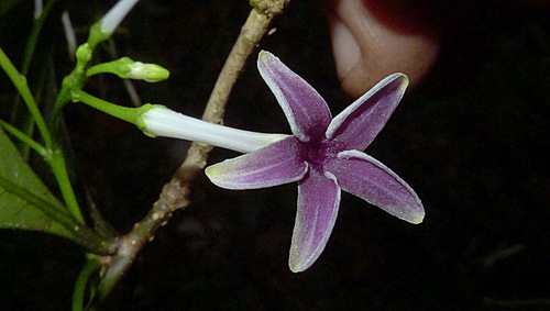 Rauvolfia grandiflora