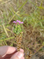 Epilobium densiflorum