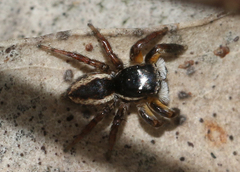 Jotus auripes