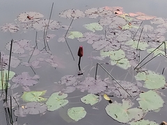 Nymphaea rubra
