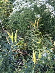 Asclepias tuberosa