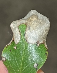 Pterygota