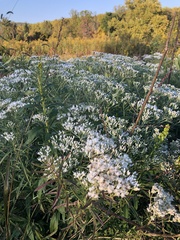 Asclepias tuberosa