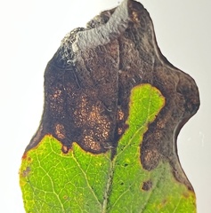 Pterygota