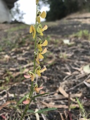 Crotalaria