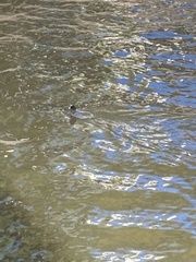 Fulica atra