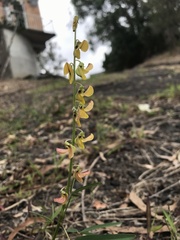 Crotalaria