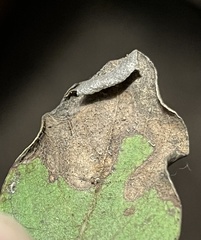 Pterygota
