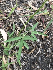 Crotalaria