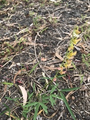 Crotalaria