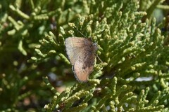 Callophrys augustinus