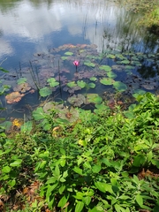 Nymphaea rubra