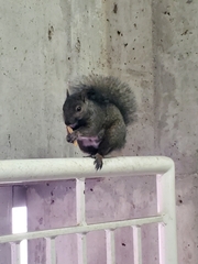 Sciurus carolinensis