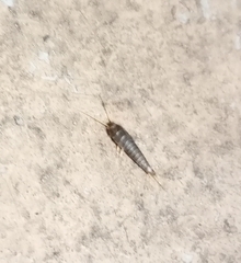 Lepisma