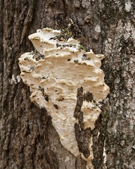 Rigidoporus