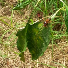 Rhynchium oculatum