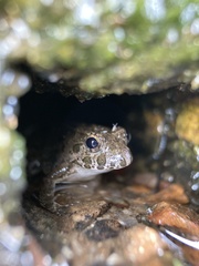 Fejervarya kawamurai