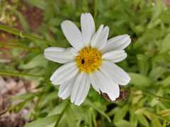 Melampodium leucanthum