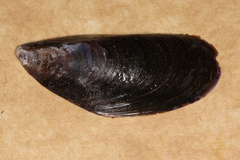 Mytilus edulis