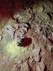 Nicrophorus sayi
